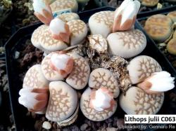 Seme cveća: Lithops julii C063- 20 semenki